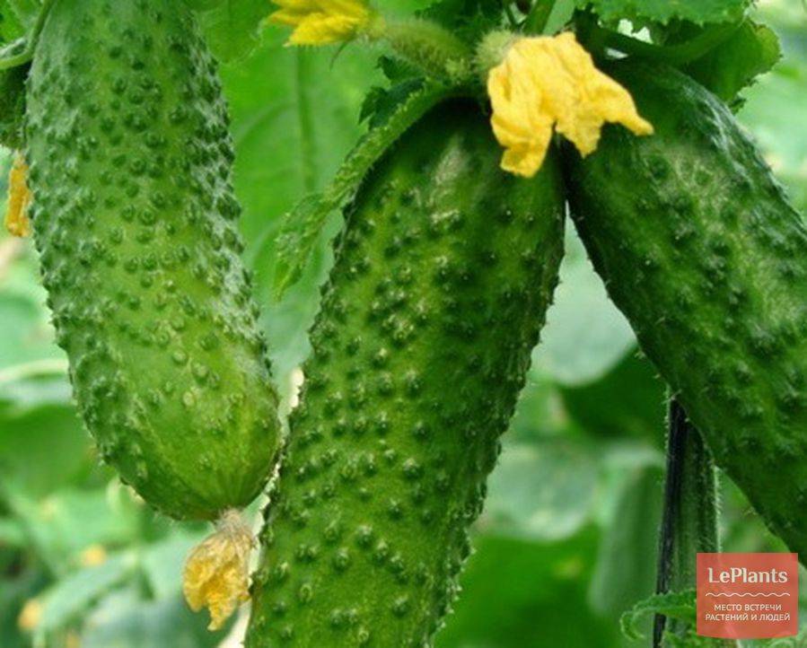 Пучковые огурцы для открытого грунта: 7 лучших самоопыляемых сортов длительного плодоношения, семена для теплицы