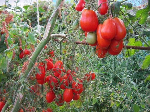 Томат марьина роща: характеристика и описание сорта, урожайность с фото