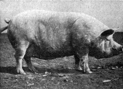 Крупная белая порода свиней: характеристика и особенности