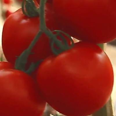 Описание раннего гибридного томата алый фрегат f1 и агротехника выращивания