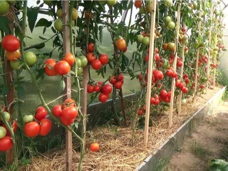 Уход за помидорами в теплице из поликарбоната на даче