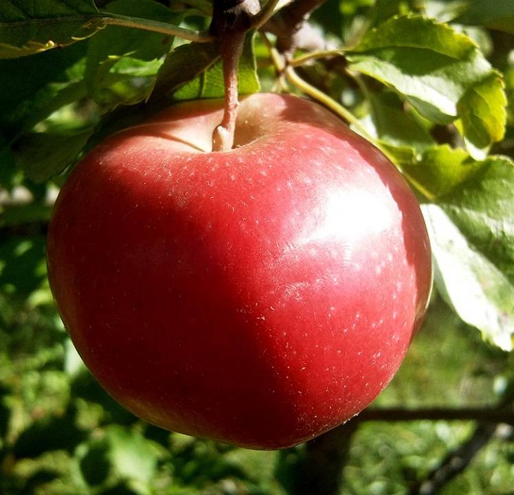 Описание сорта яблони десертное исаева: фото яблок, важные характеристики, урожайность с дерева
