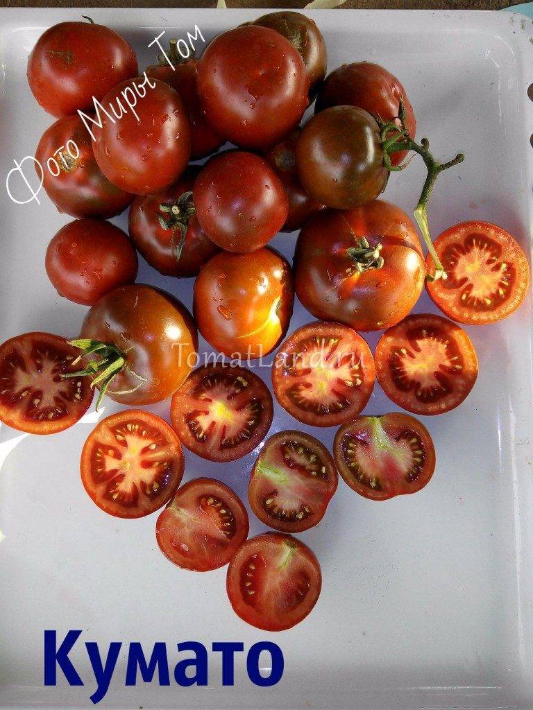 Помидоры кумато: полезные свойства черных томатов, описание, отзывы и фото.