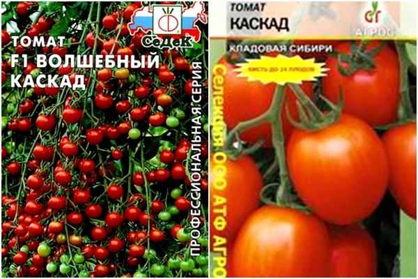 Томат алая каравелла f1: характеристика и описание сорта, фото и отзывы об урожайности помидоров