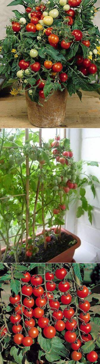 Помидоры на подоконнике: сорта и особенности выращивания
