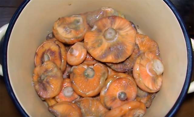 Как мариновать и солить вареные рыжики на зиму: рецепты засолки и маринования грибов