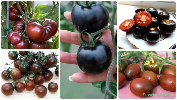 Подобие черной смородины томат черная гроздь: характеристика и описание сорта