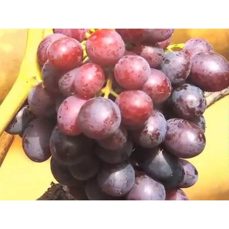 Описание 30 сортов винограда для сибири, посадка и уход для начинающих