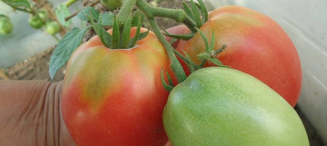 Описание томата лель, выращивание рассады и правила ухода за кустами