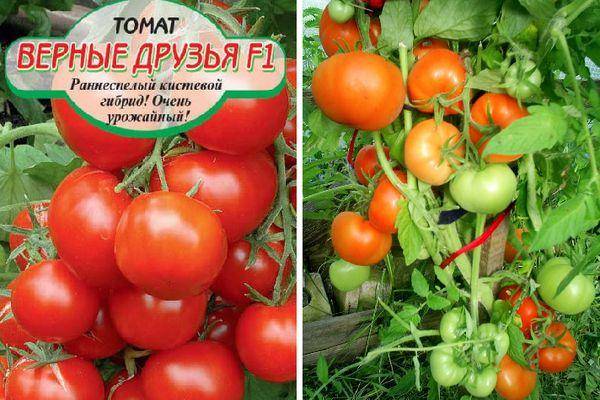 Описание сорта томата Верные друзья, отзывы и урожайность