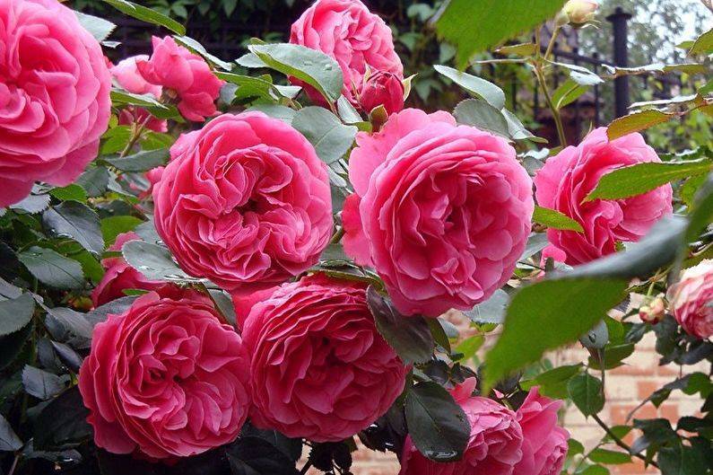 Роза леонардо да винчи: особенности сорта, 4 правила выращивания и ухода