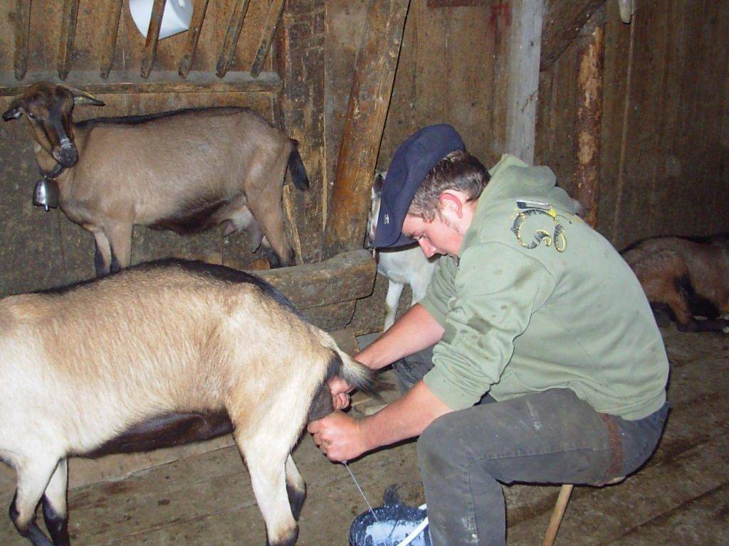 Домашние козы. основные болезни и обязательные прививки