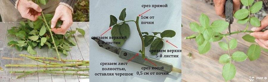 Роза полиантовая: посадка и уход, фото, выращивание из семян, отзывы
