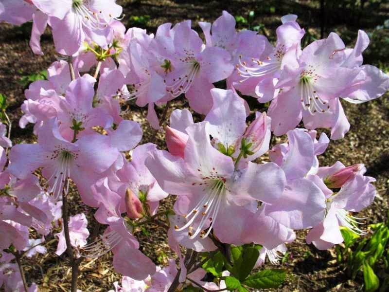 Rhododendron schlippenbachii maxim.описание таксона