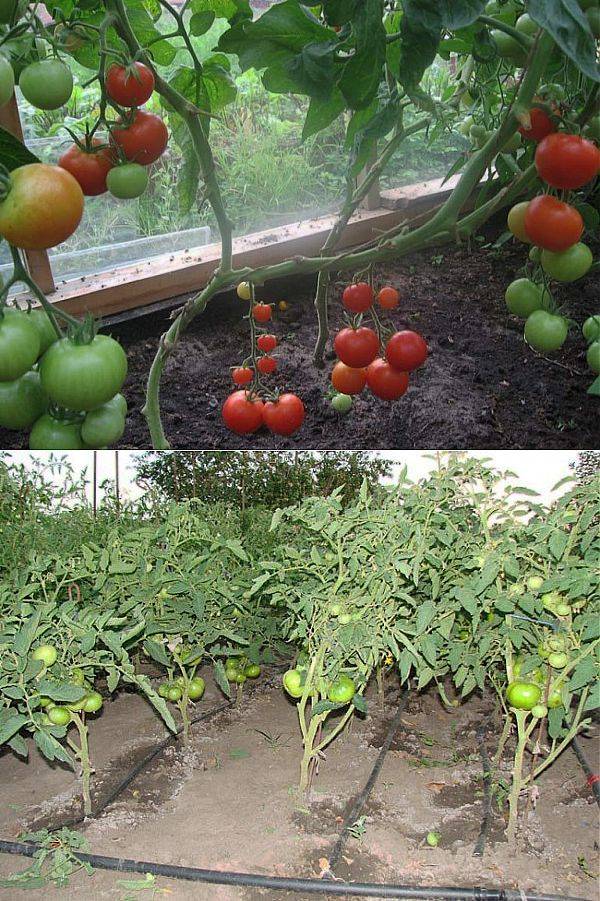 Как посадить и ухаживать за помидорами в теплице из поликарбоната до урожая