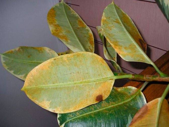 Почему у молочая желтеют и опадают листья: что делать для лечения