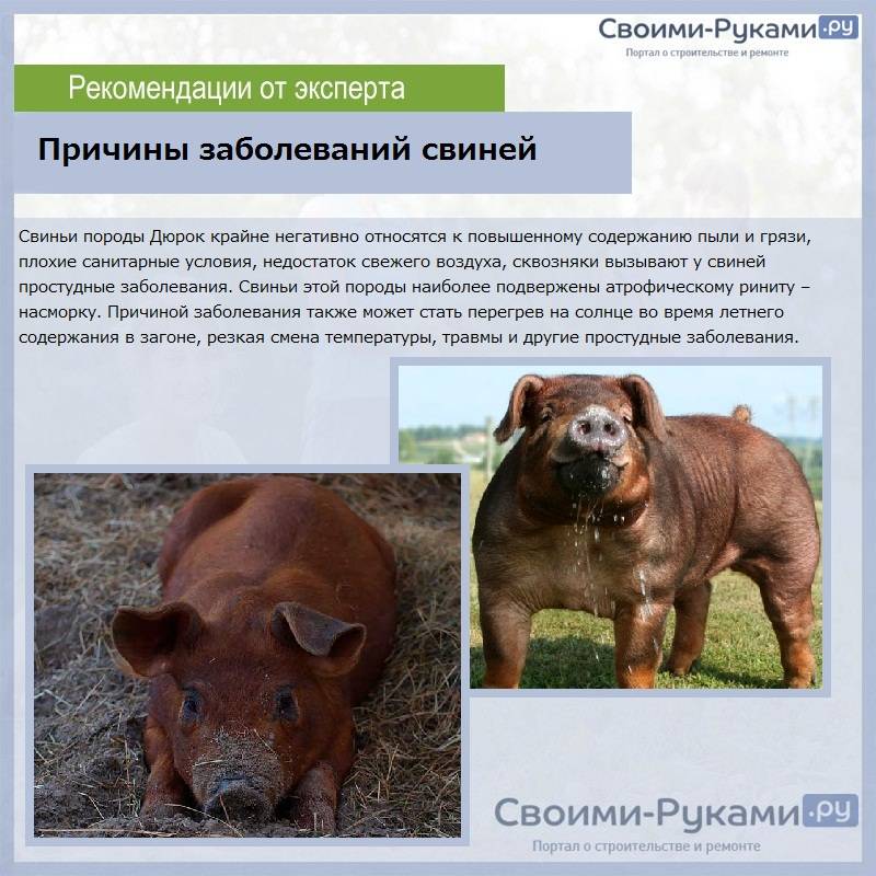 Описание и характеристики породы свиней дюрок, условия содержания и разведение