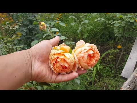 Описание английской шраб-розы клэр остин: что за сорт, особенности цветения