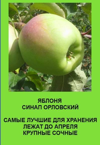 Описание и характеристика яблони сорта Кандиль орловский, посадка и уход