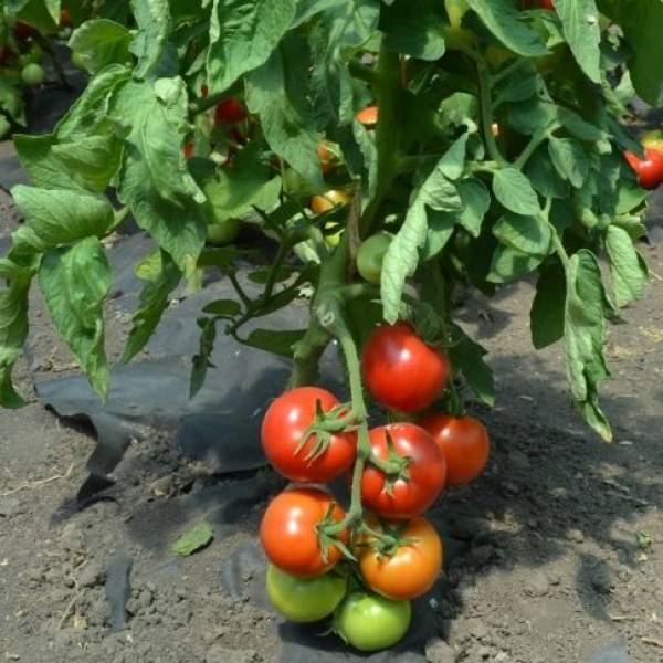 Фото, отзывы, описание, характеристика, урожайность гибрида помидора «анюта f1».