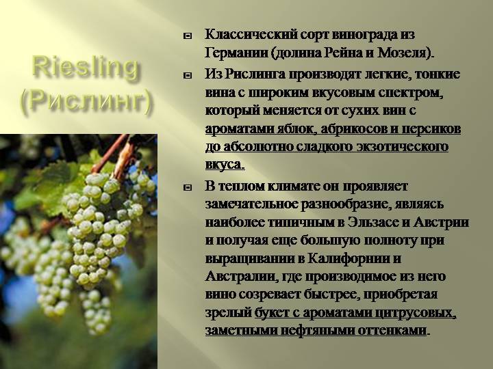 Виноград Рислинг: описание сорта и история выведения, правила выращивания