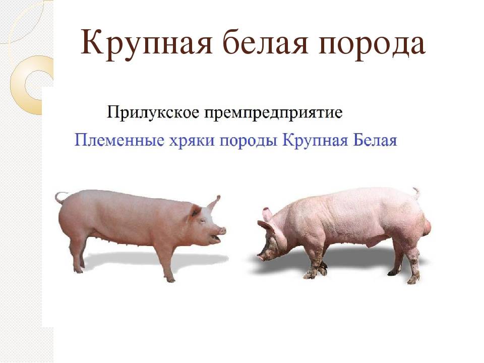 Мясные породы свиней – самые популярные для домашнего разведения