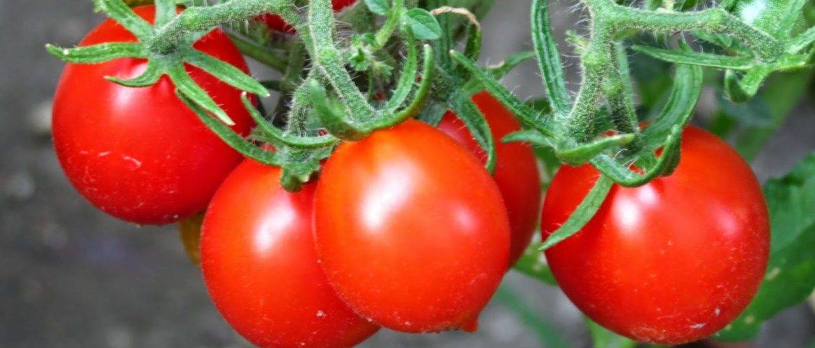 Лучшие сорта: томаты для урала в теплице и открытом грунте