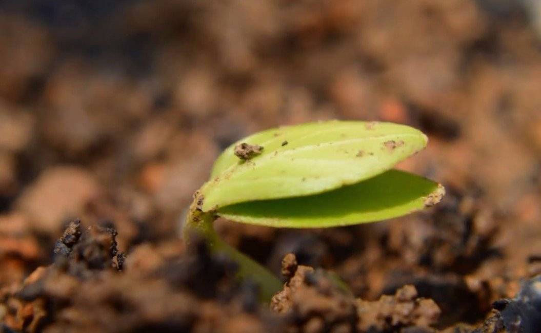 10 причин почему не входят семена огурцов