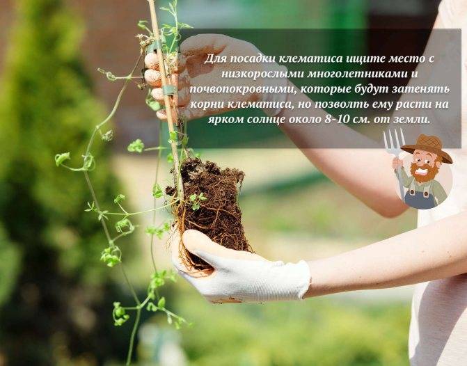 Адонис — яркие солнышки в саду. уход, выращивание, размножение. фото — ботаничка.ru