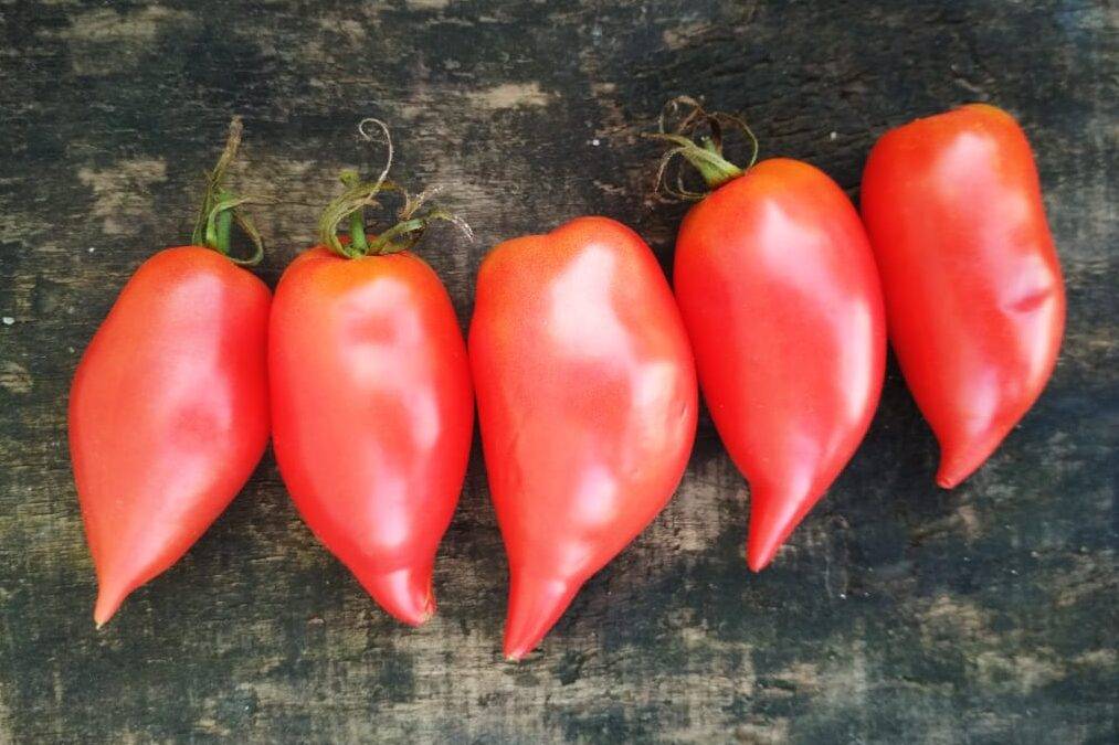 Заслуживший уважения у многих земледельцев — томат мазарини f1: детальное описание сорта и его характеристики