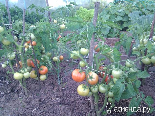«ленивый» способ выращивать помидоры