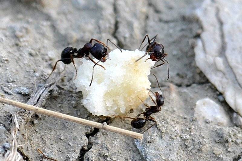 Какими способами можно избавиться от муравьев на участке навсегда