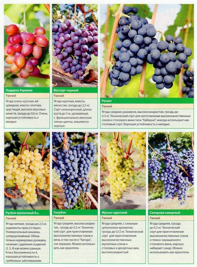 Описание сорта и характеристики винограда оригинал, выращивание и урожайность