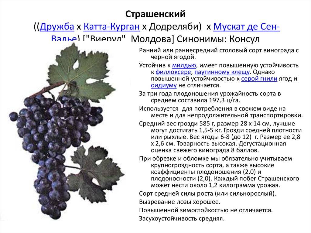 Описание и характеристика винограда сорта лора, посадка и уход