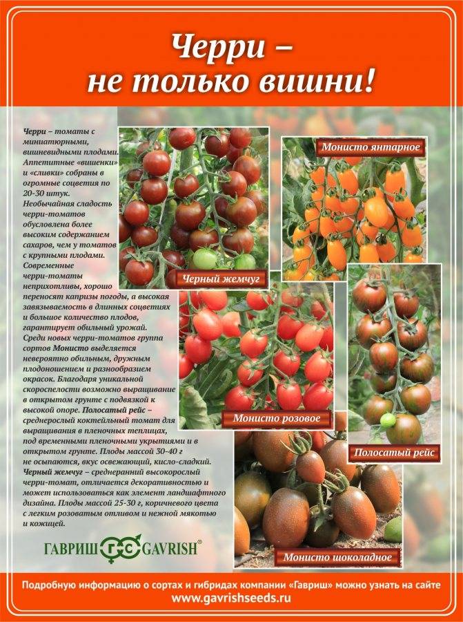 Томаты серии «гном томатный»: характеристика и описание сортов – все о томатах. выращивание томатов. сорта и рассада.