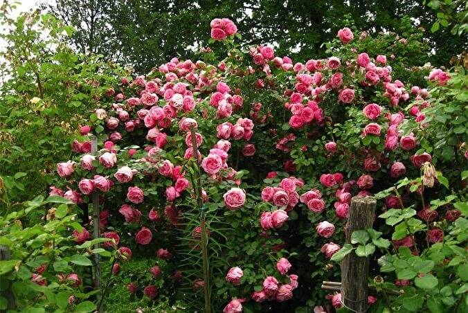 Роза леонардо да винчи: выращивание, фото и описание