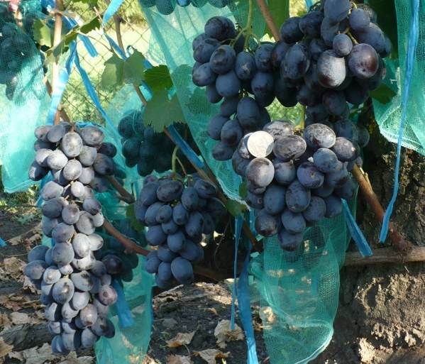 Особенности сорта винограда лора и правила его выращивания