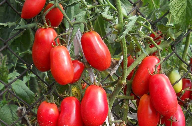 Самые урожайные сорта семян томатов (помидор) для сибири на 2021 год