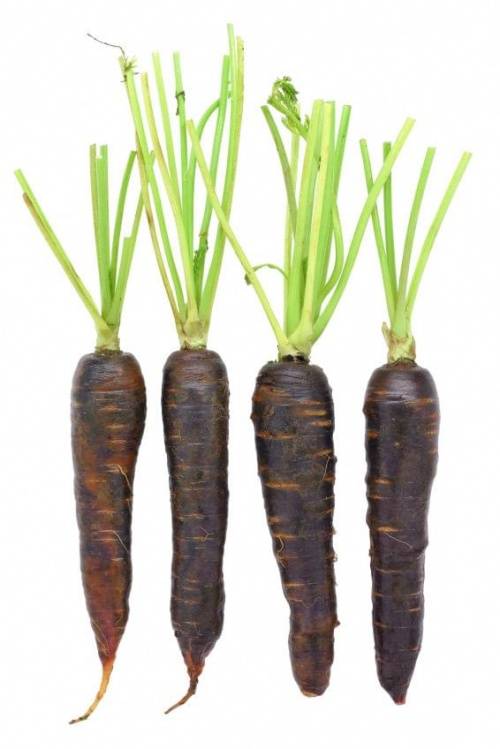 Черная морковь как выглядит где растет и стоит ли выращивать