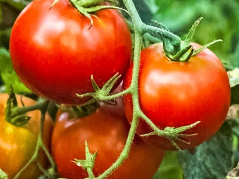 ✅ сорт томатов альфа отзывы фото - питомник46.рф
