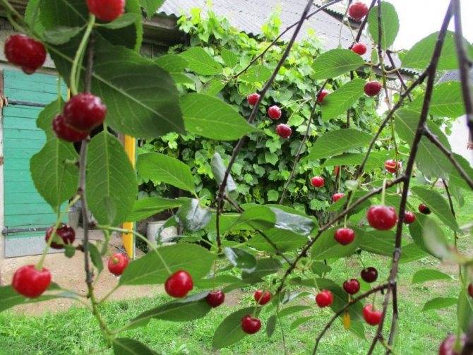 Описание и характеристики сорта вишни Шубинка, урожайность, посадка и уход