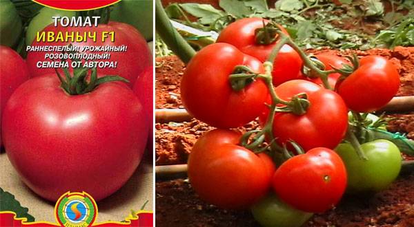 Томат аня: фото помидоров, отзывы об урожайности куста, описание сорта и его характеристика