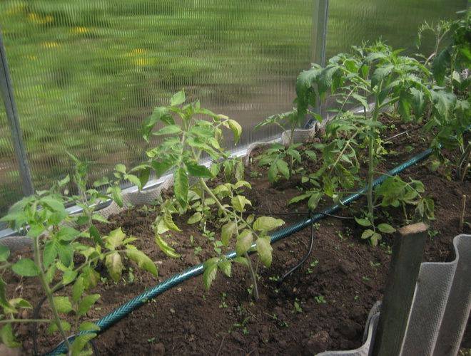 Полив помидоров в теплице - когда, как часто и чем поливать