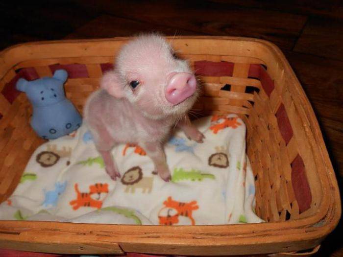 Мини-пиг в домашних условиях: описание пород, уход и питание миниатюрных свинок