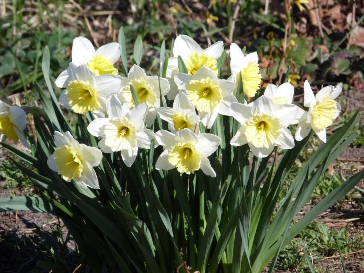 Нарцисс махровый реплит (replete): фото и описание цветка, посадка и уход, использование в ландшафтном дизайне