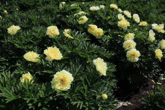 Пионы бартзелла ито гибрид (itoh bartzella): фото цветка с описанием, посадка желтого сорта и требования к уходу в домашних условиях