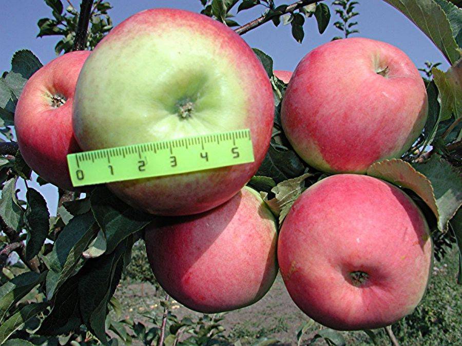Описание сорта яблони ред фри: фото яблок, важные характеристики, урожайность с дерева