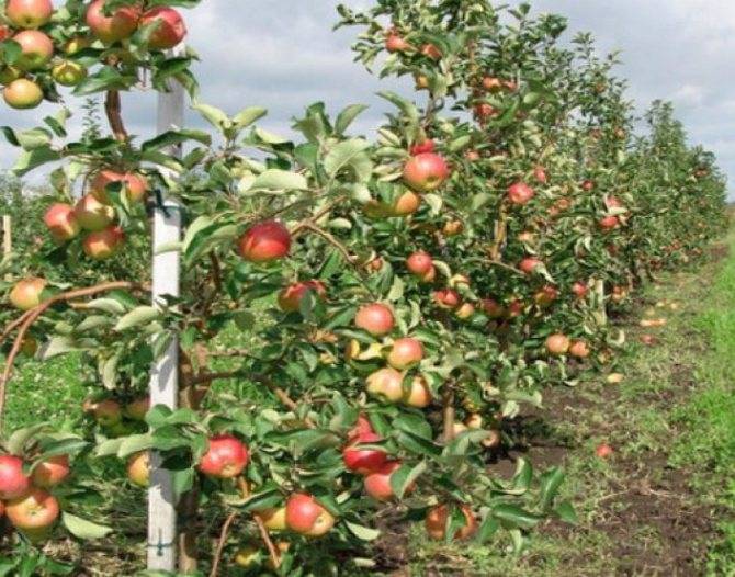 Все о яблоне жигулевское: описание и фото сорта, особенности выращивания и другие нюансы