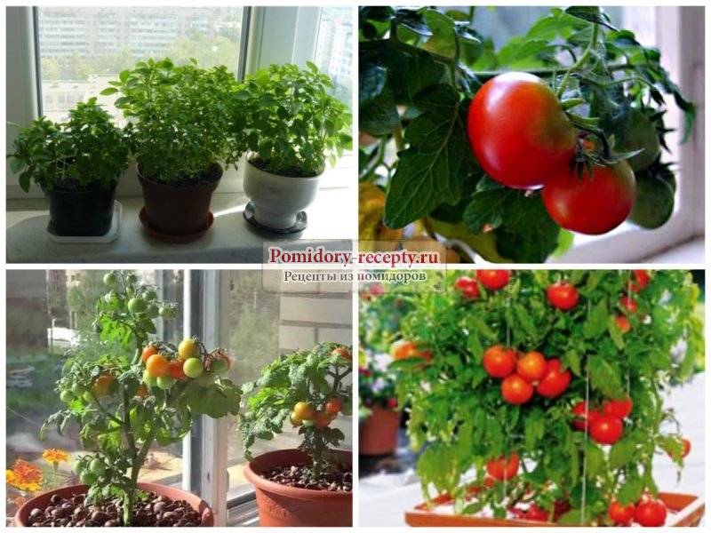 Помидоры на балконе советы и секреты выращивания. как ухаживать, самоопыляемые сорта. * дом сад