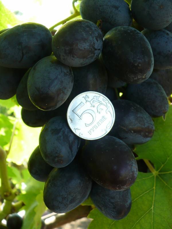 Виноград алвика: описание сорта, фото, отзывы, характеристика, технология посадки и выращивания